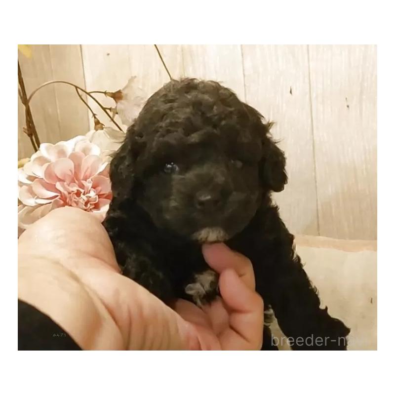 販売中の愛知県のティーカッププードル-452427の5枚目