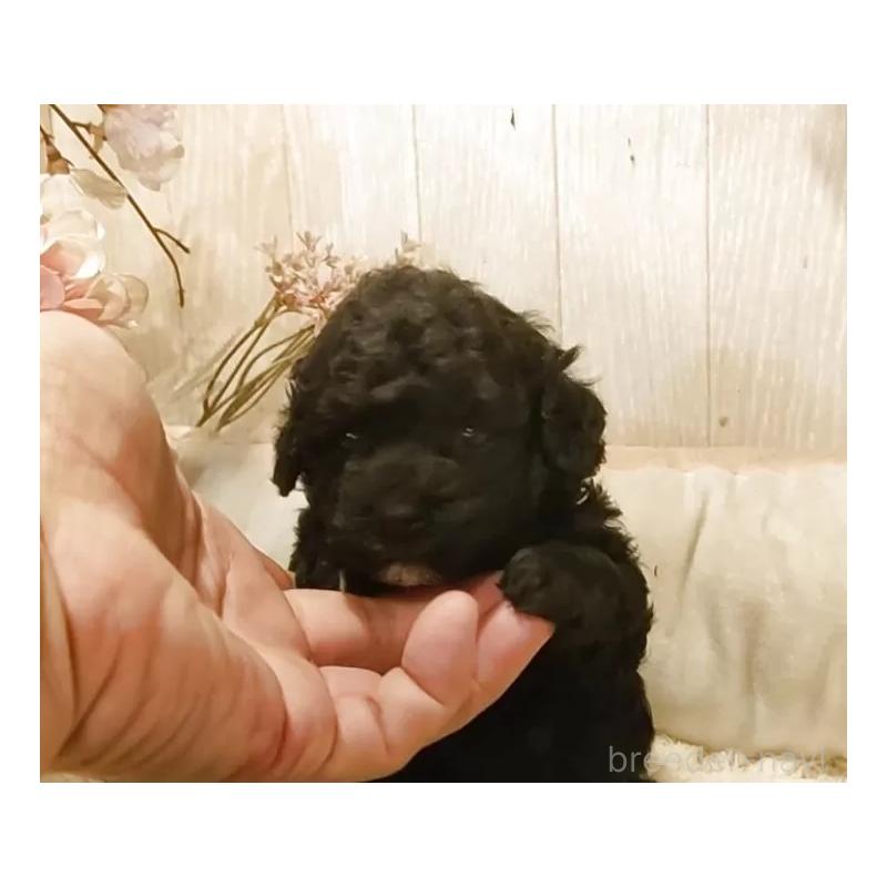 販売中の愛知県のティーカッププードル-452427の4枚目