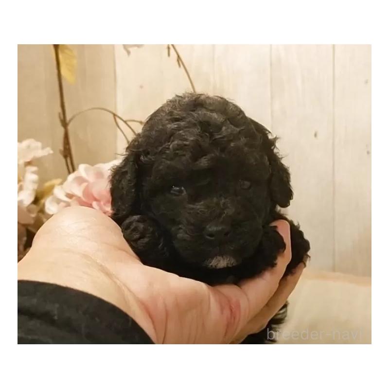 販売中の愛知県のティーカッププードル-452427の3枚目