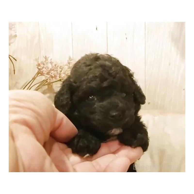 販売中の愛知県のティーカッププードル-452427の2枚目