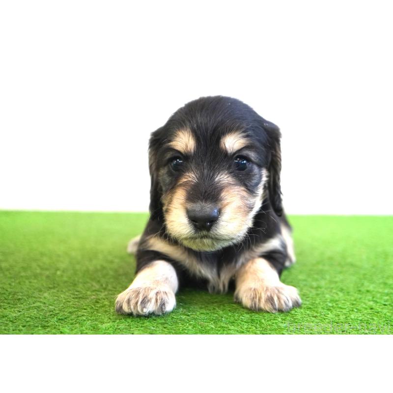 販売中の愛媛県のミニチュアダックスフンド(ロングヘアード)-452426の2枚目