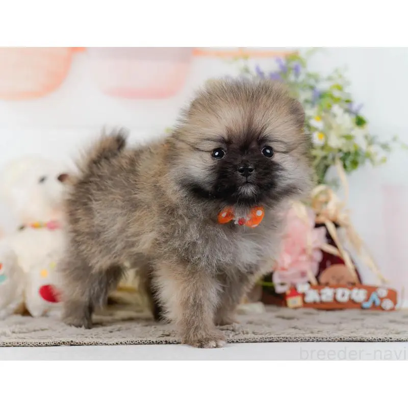 販売中の神奈川県のポメラニアン-452692の14枚目