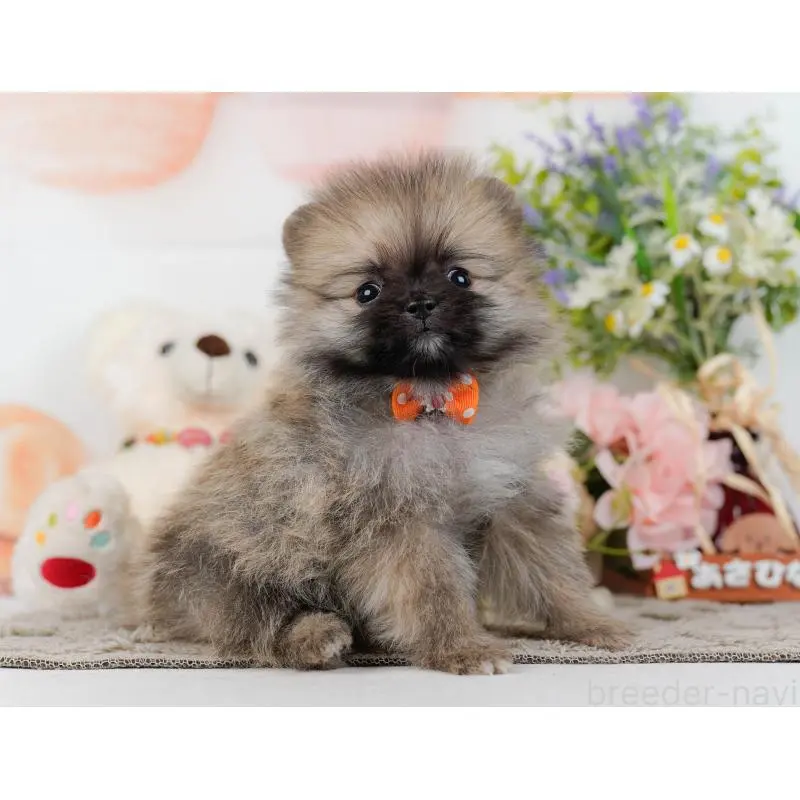 販売中の神奈川県のポメラニアン-452692の13枚目