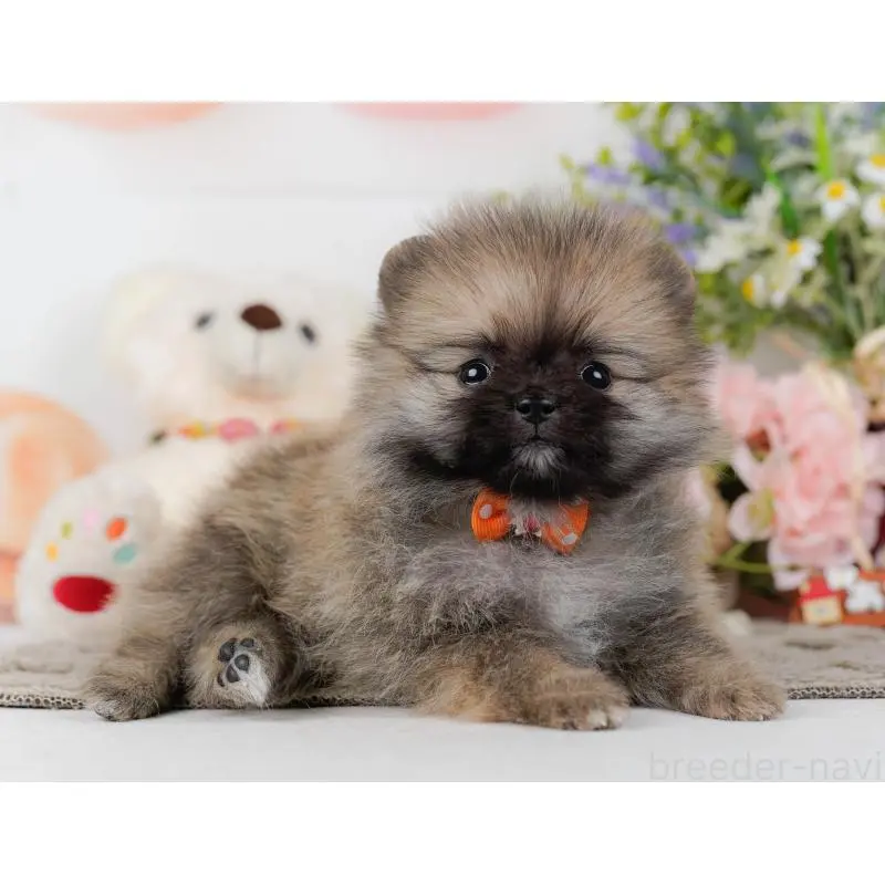 販売中の神奈川県のポメラニアン-452692の12枚目