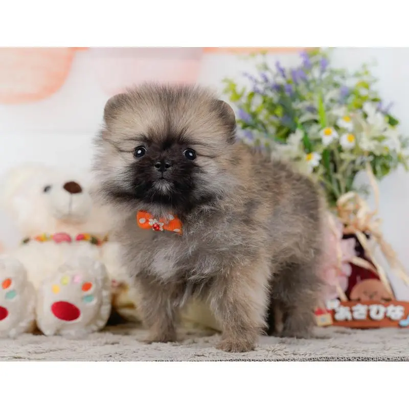 販売中の神奈川県のポメラニアン-452692の11枚目