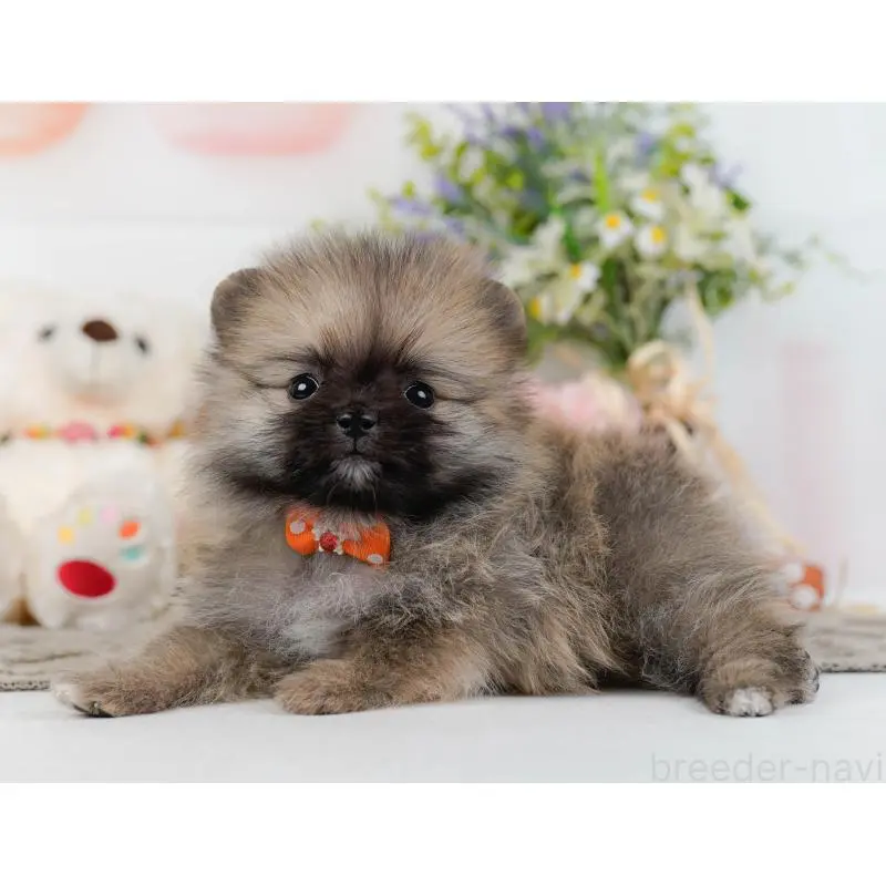 販売中の神奈川県のポメラニアン-452692の10枚目