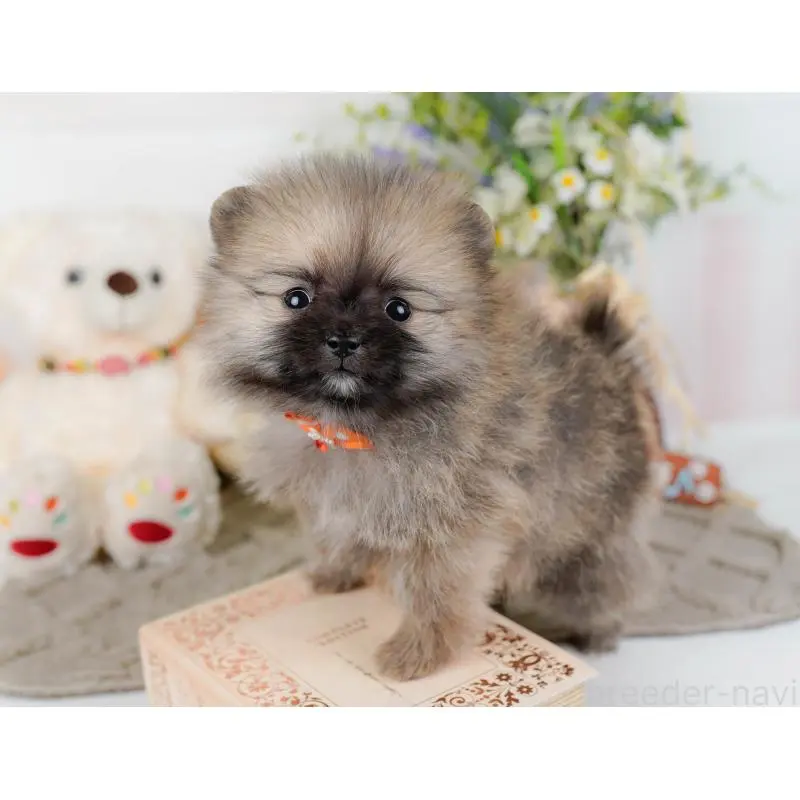 販売中の神奈川県のポメラニアン-452692の9枚目
