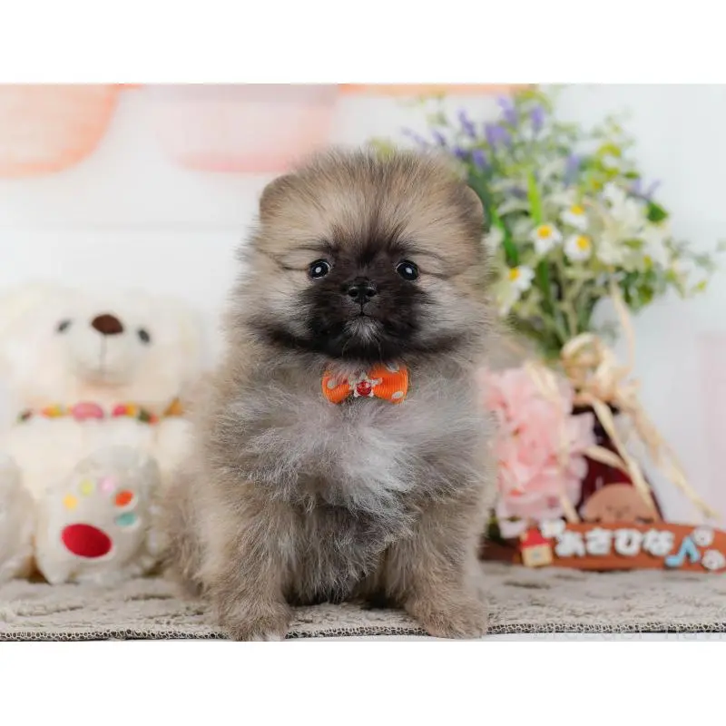 販売中の神奈川県のポメラニアン-452692の8枚目