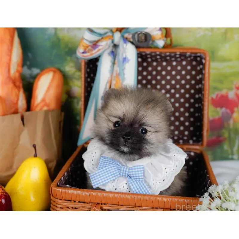 販売中の神奈川県のポメラニアン-452692の7枚目