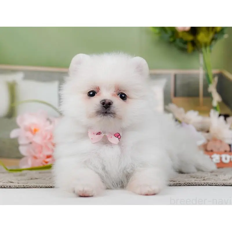 販売中の神奈川県のポメラニアン-452695の13枚目