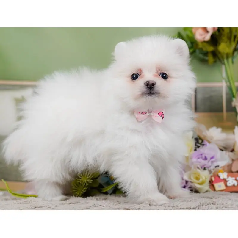 販売中の神奈川県のポメラニアン-452695の12枚目