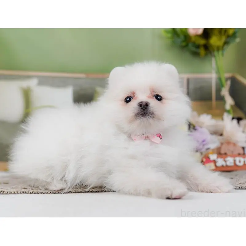 販売中の神奈川県のポメラニアン-452695の11枚目