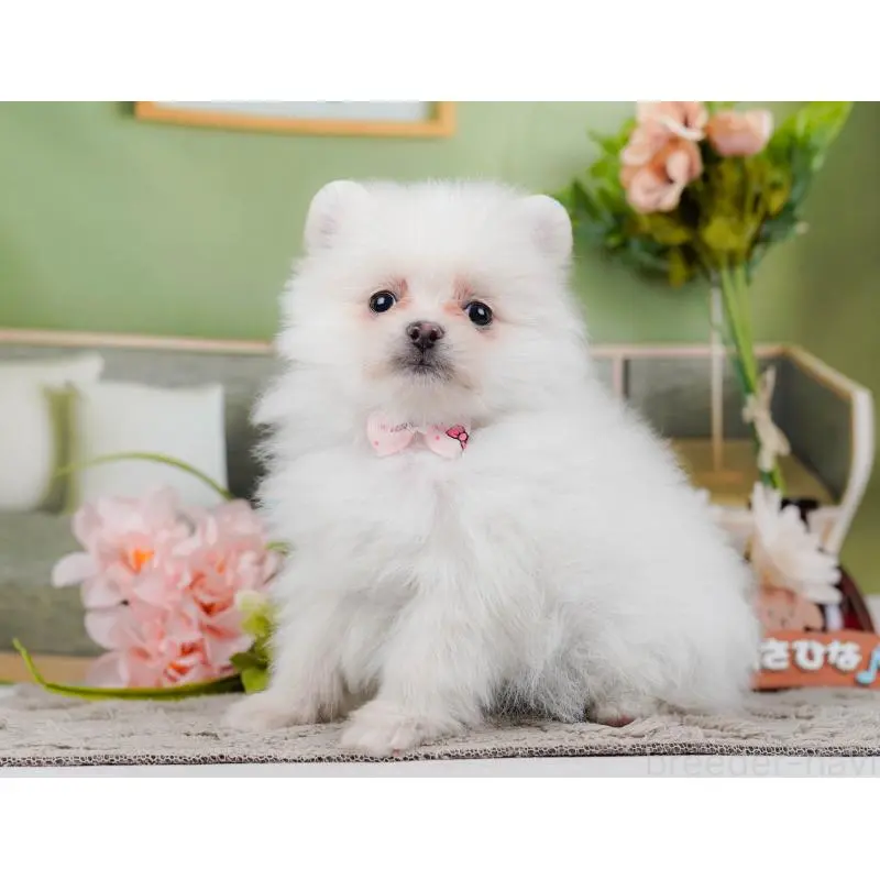 販売中の神奈川県のポメラニアン-452695の10枚目