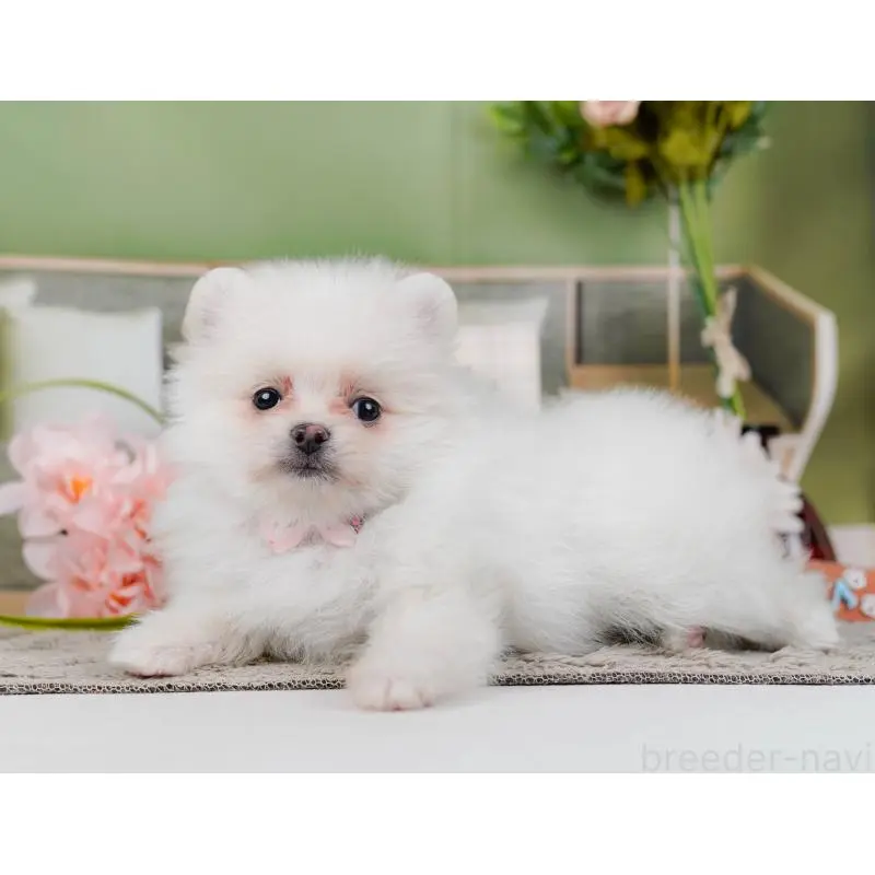 販売中の神奈川県のポメラニアン-452695の9枚目