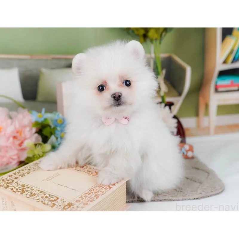 販売中の神奈川県のポメラニアン-452695の8枚目