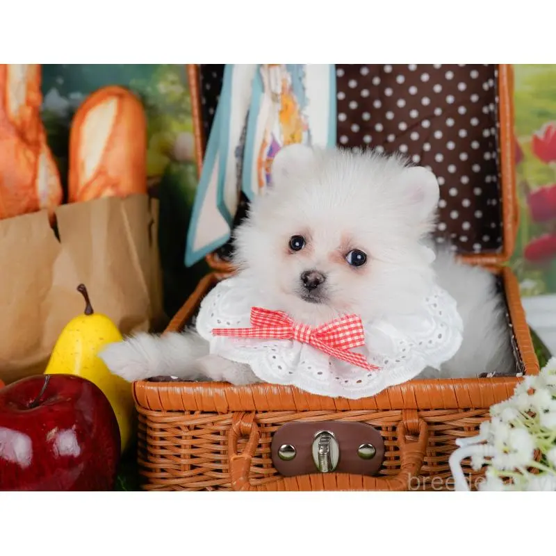 販売中の神奈川県のポメラニアン-452695の7枚目