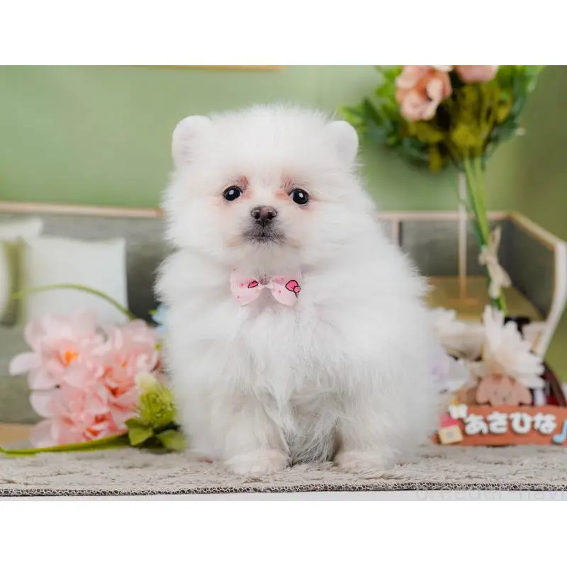 販売中の神奈川県のポメラニアン-452695の6枚目