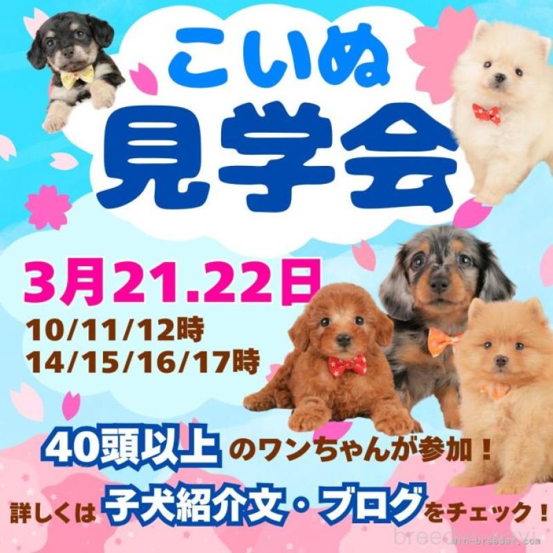 販売中の静岡県のマルチーズ-452911の16枚目