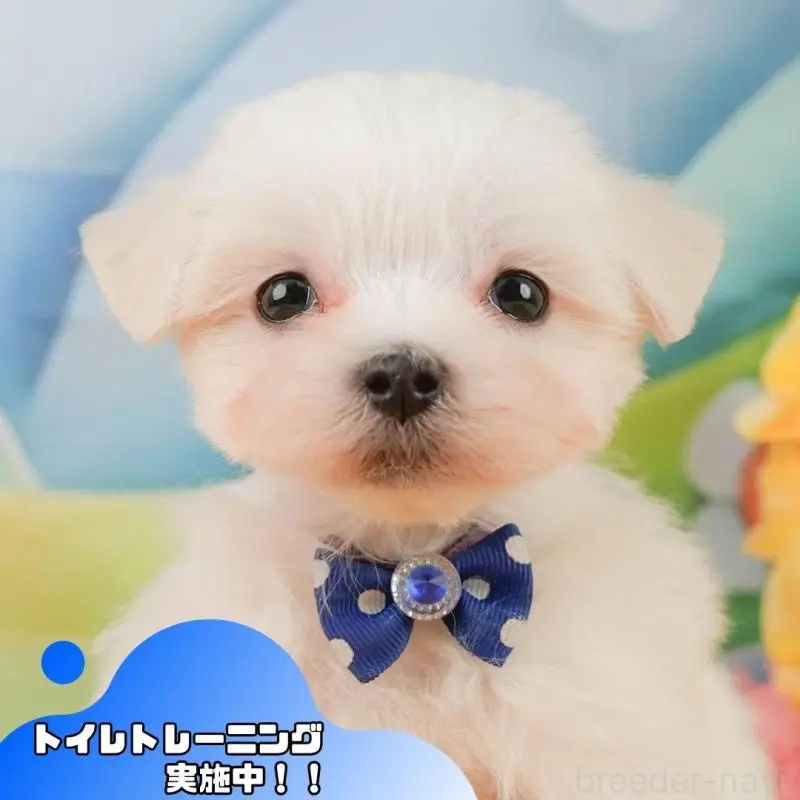 販売中の静岡県のマルチーズ-452911