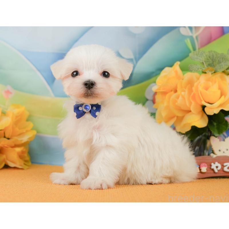 販売中の静岡県のマルチーズ-452911の10枚目