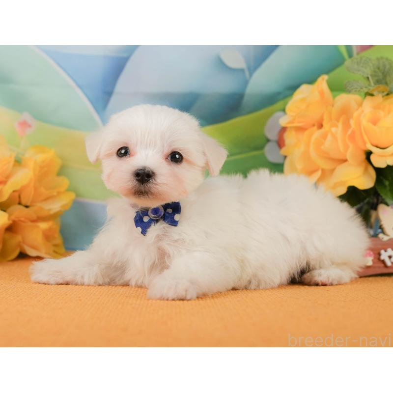 販売中の静岡県のマルチーズ-452911の9枚目