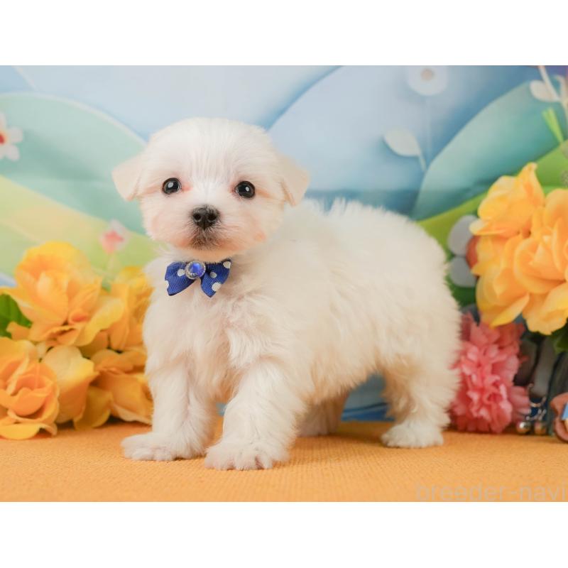 販売中の静岡県のマルチーズ-452911の8枚目