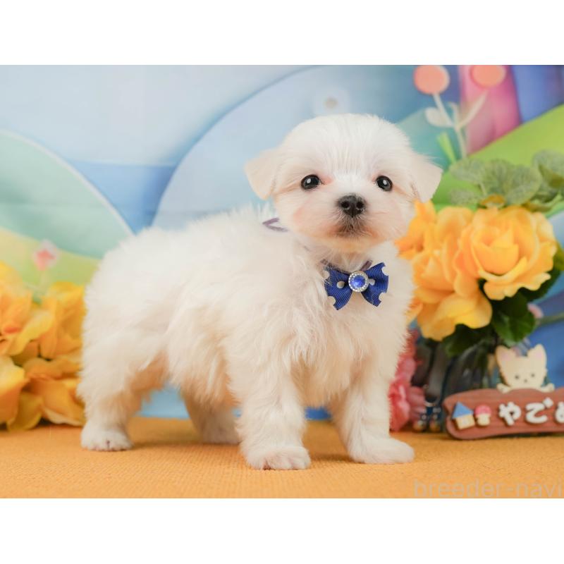 販売中の静岡県のマルチーズ-452911の7枚目