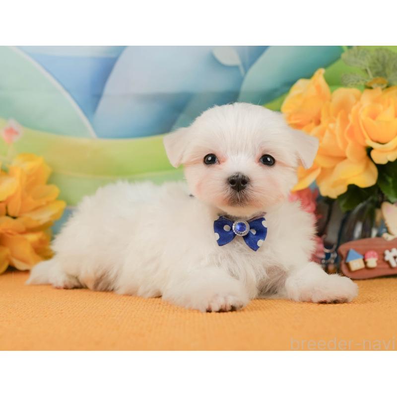 販売中の静岡県のマルチーズ-452911の5枚目