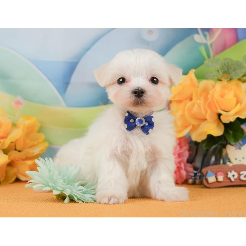 販売中の静岡県のマルチーズ-452911の4枚目