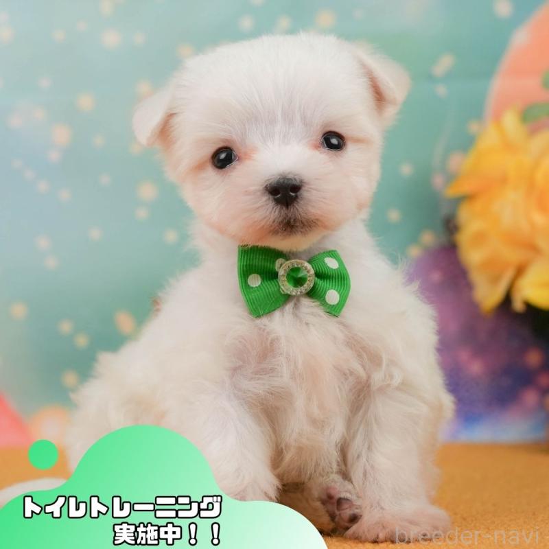 販売中の静岡県のマルチーズ-452913