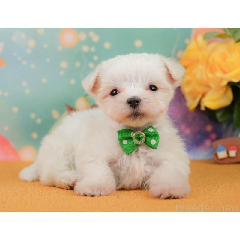 販売中の静岡県のマルチーズ-452913の10枚目