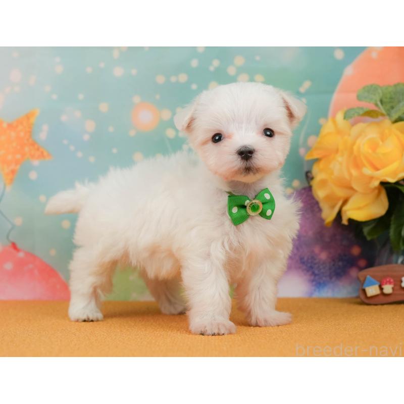 販売中の静岡県のマルチーズ-452913の8枚目