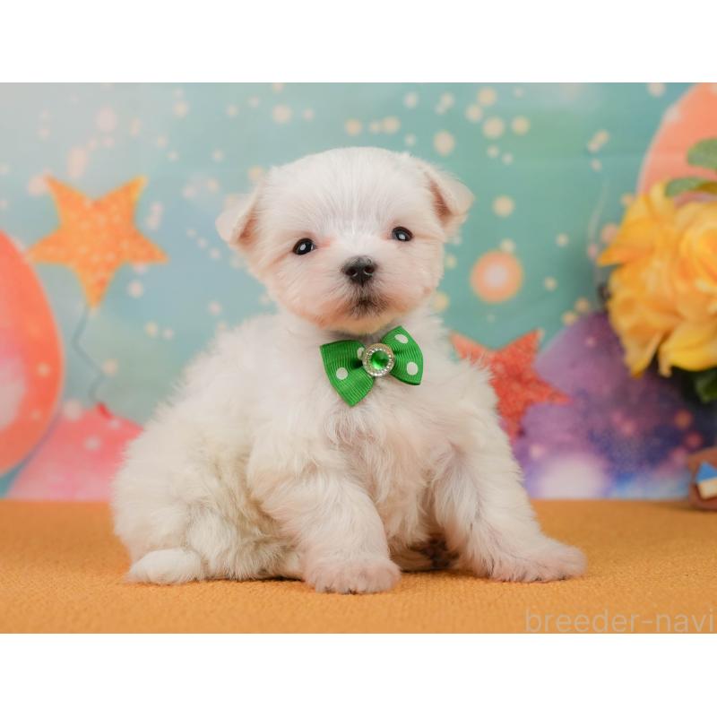 販売中の静岡県のマルチーズ-452913の7枚目