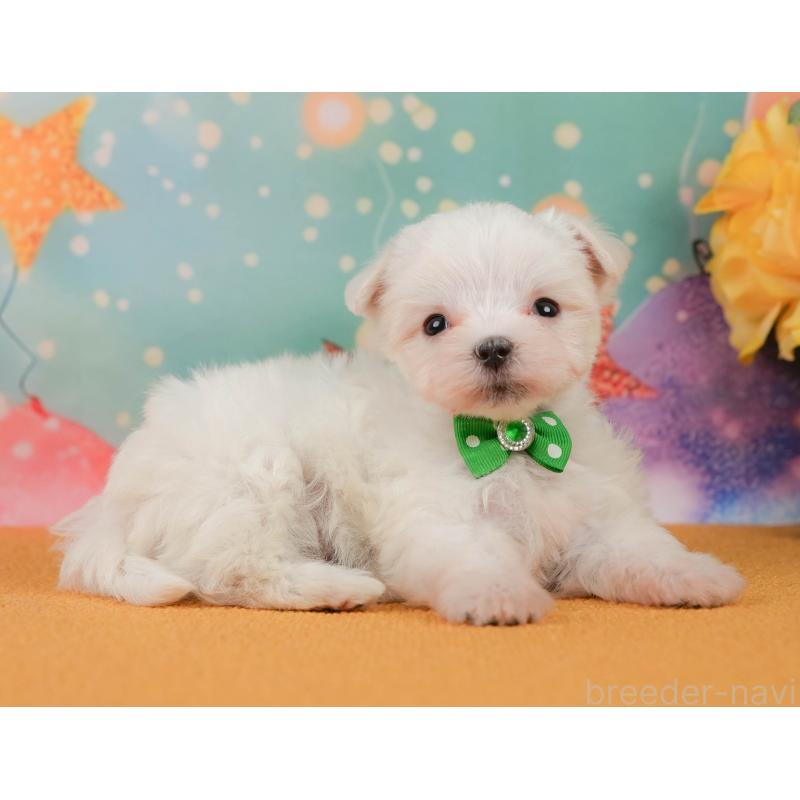 販売中の静岡県のマルチーズ-452913の6枚目