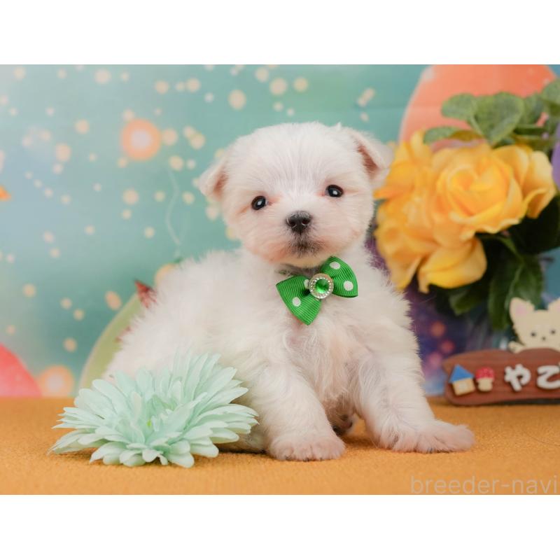 販売中の静岡県のマルチーズ-452913の5枚目