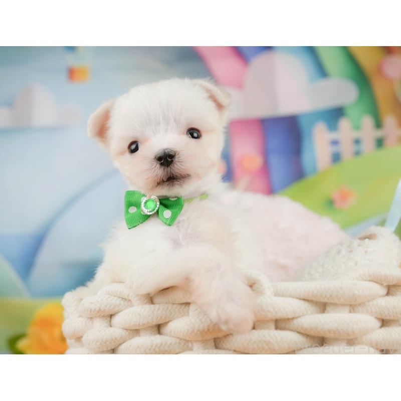 販売中の静岡県のマルチーズ-452913の4枚目