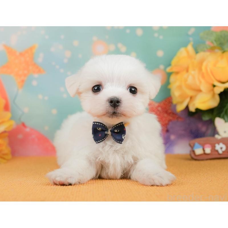 販売中の静岡県のマルチーズ-452915の10枚目