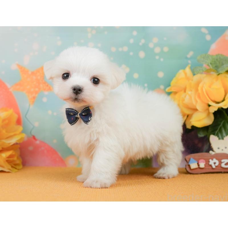 販売中の静岡県のマルチーズ-452915の9枚目