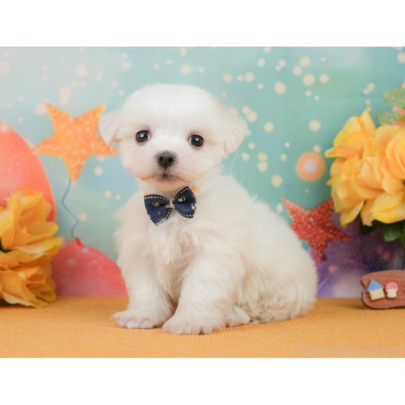 販売中の静岡県のマルチーズ-452915の8枚目