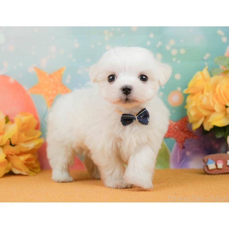 販売中の静岡県のマルチーズ-452915の7枚目