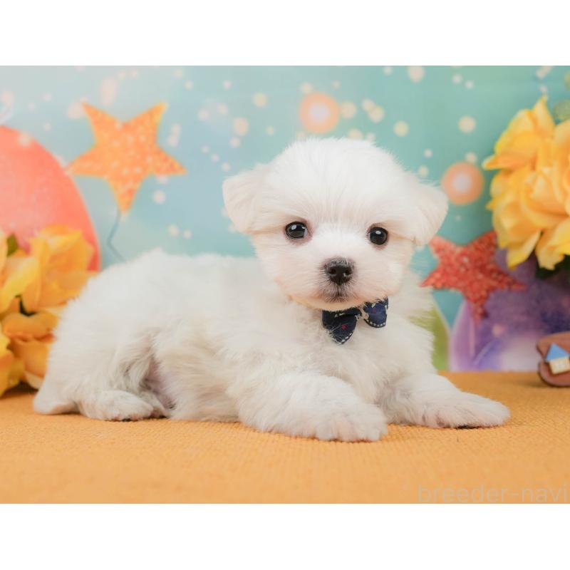 販売中の静岡県のマルチーズ-452915の6枚目