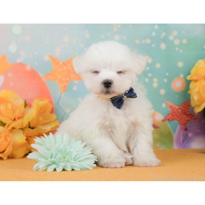 販売中の静岡県のマルチーズ-452915の5枚目