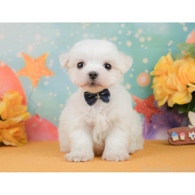 販売中の静岡県のマルチーズ-452915の4枚目