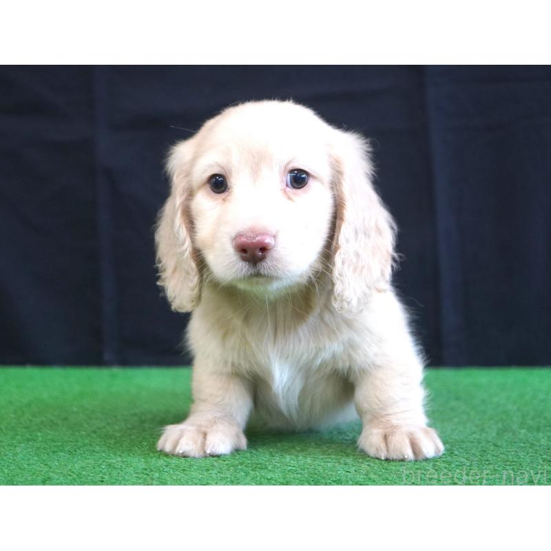 販売中の愛媛県のミニチュアダックスフンド(ロングヘアード)-452429の2枚目