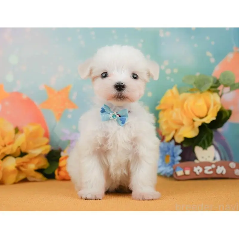 販売中の静岡県のマルチーズ-452916の10枚目