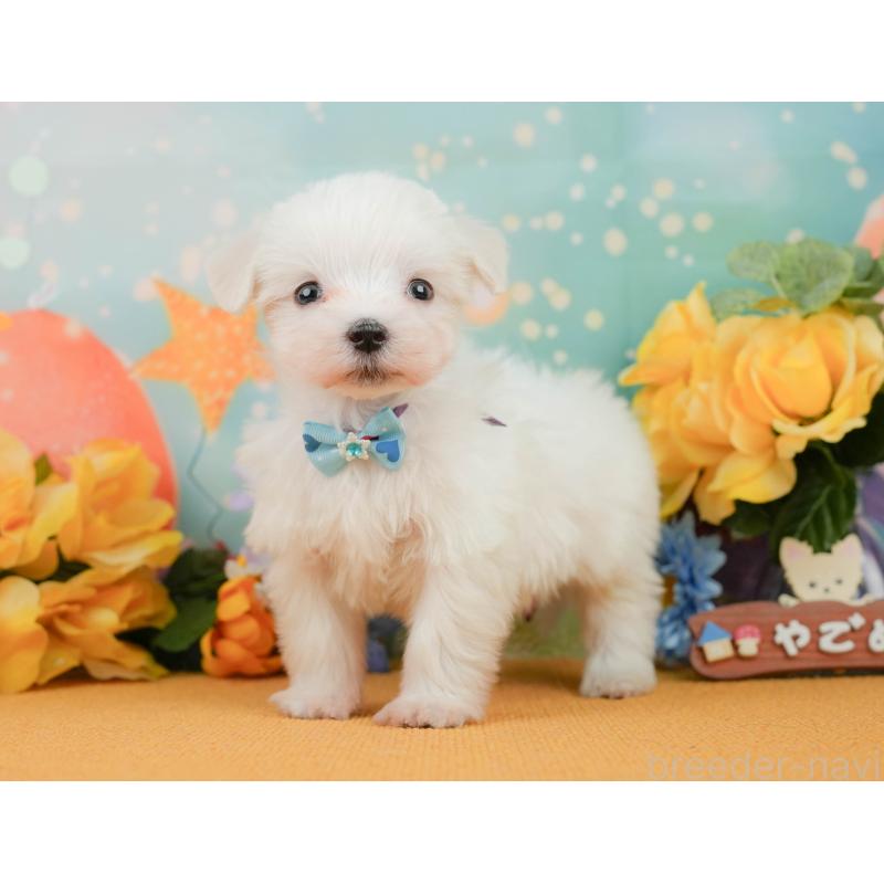 販売中の静岡県のマルチーズ-452916の9枚目