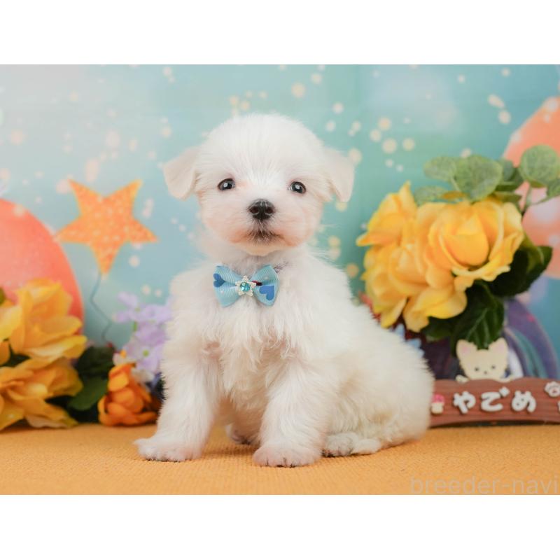 販売中の静岡県のマルチーズ-452916の8枚目