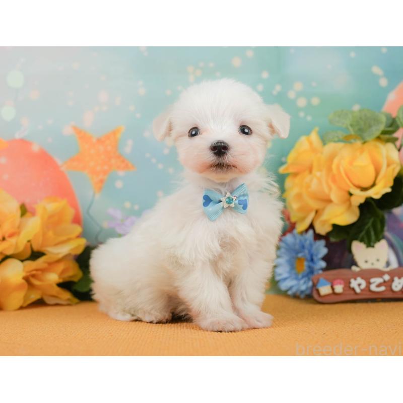 販売中の静岡県のマルチーズ-452916の7枚目