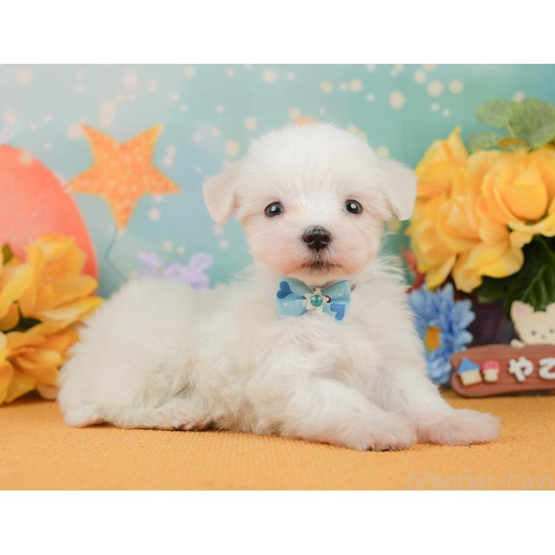 販売中の静岡県のマルチーズ-452916の6枚目