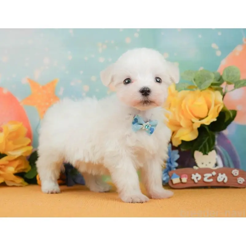 販売中の静岡県のマルチーズ-452916の5枚目